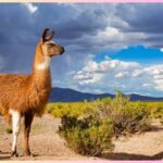 Animal in The Andes NYT Crossword Clue and Final Answer 2024