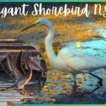 Elegant Shorebird NYT – Crossword Clue and Answer