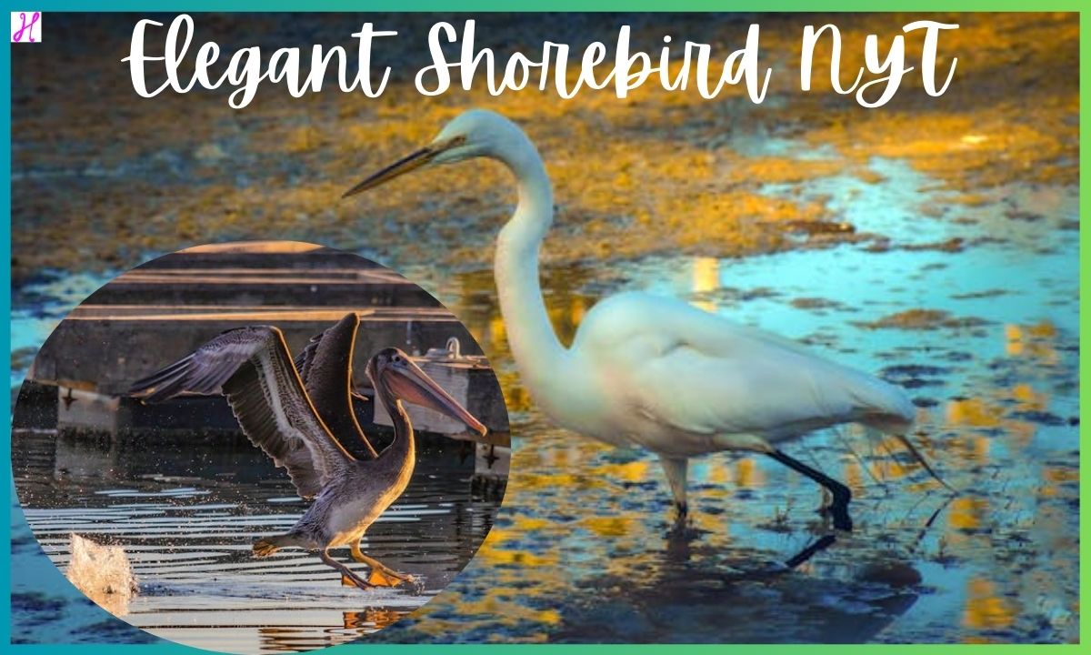 Elegant Shorebird NYT – Crossword Clue and Answer