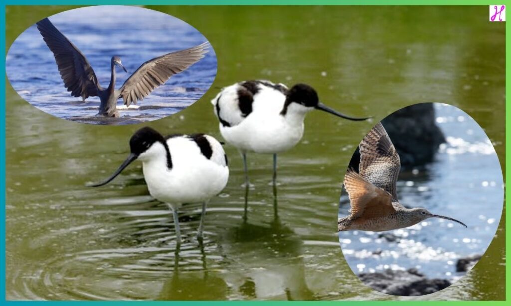 Final Answer For 'Giving The Green Light To For Short Shorebird NYT' Crossword Puzzle