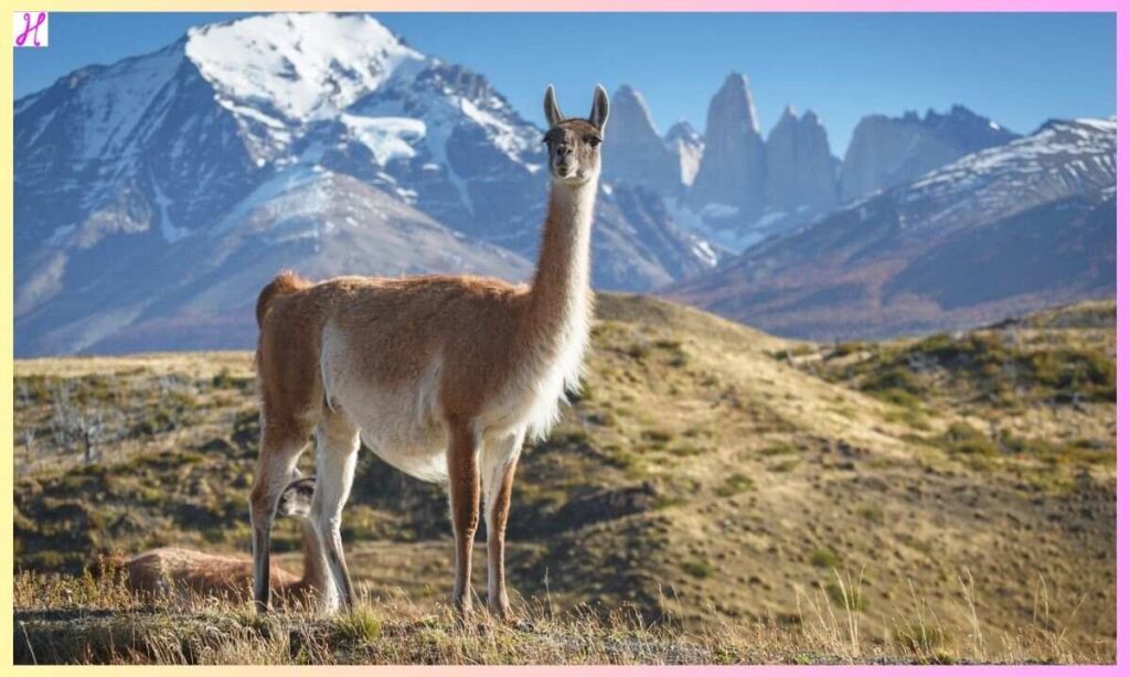 Understanding the Andes and Its Animal Life