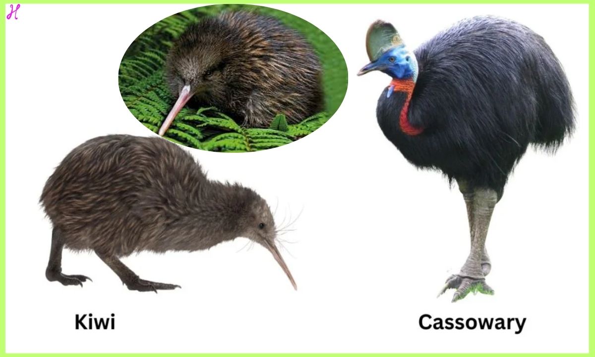 The Kiwi or Cassowary NYT Crossword Clue An In-Depth Exploration